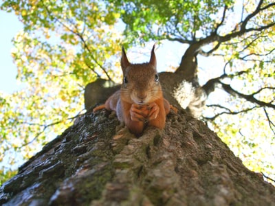 The leaf brown squirrel in the tree
